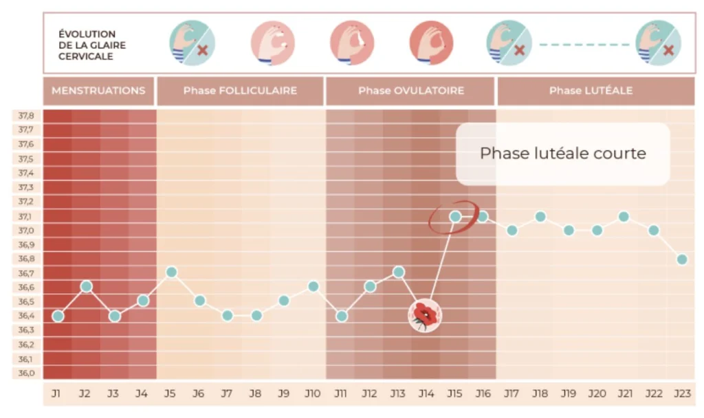 phase lutéale courte