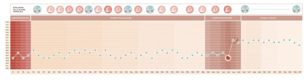 plusieurs pics glaire cervicale tentatives ovulation