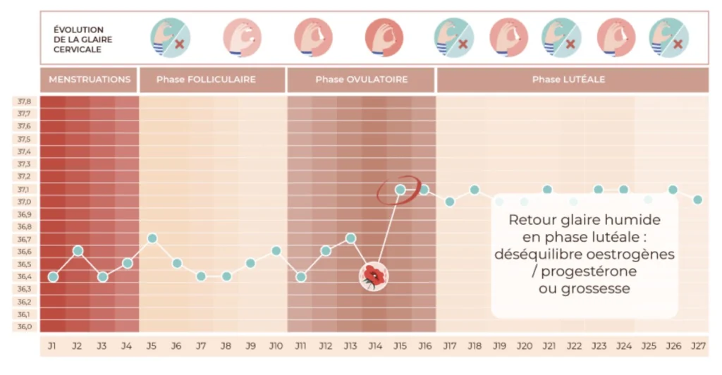 retour glaire cervicale après ovulation