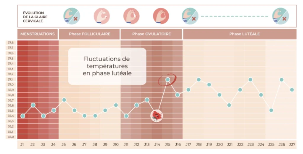 température instable en phase post-ovulatoire